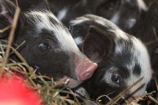 Die Ferkel liegen neben ihrer Mutter im Stroh und müssen erst mal groß werden.