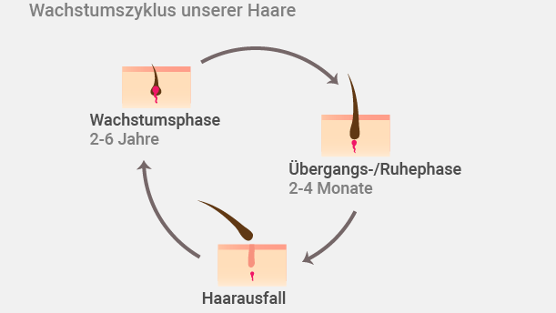 Der Kreislauf des Haarwachstums: Haarausfall gehört zu einem gesunden Zyklus dazu. Bis zu hundert Haare verliert der Mensch täglich.