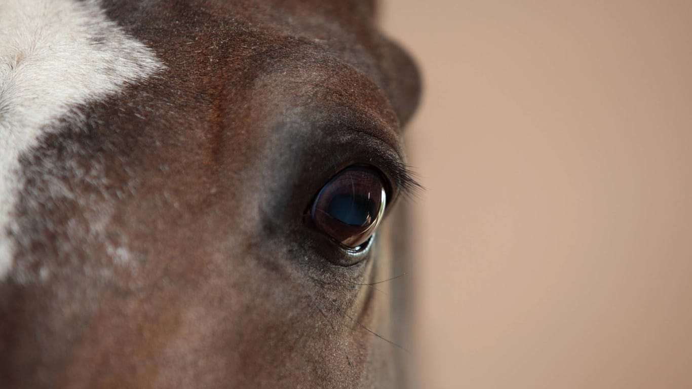 Das Auge eines Pferdes: In der Umgebung von Mainz hatten mehrere Pferde Verletzungen.