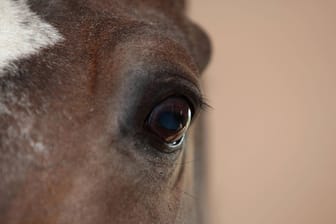 Das Auge eines Pferdes: In der Umgebung von Mainz hatten mehrere Pferde Verletzungen.