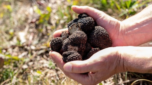 Volle Hände: Experten gute Chancen für den Trüffelanbau in Deutschland. Volle Hände: Experten gute Chancen für den Trüffelanbau in Deutschland.