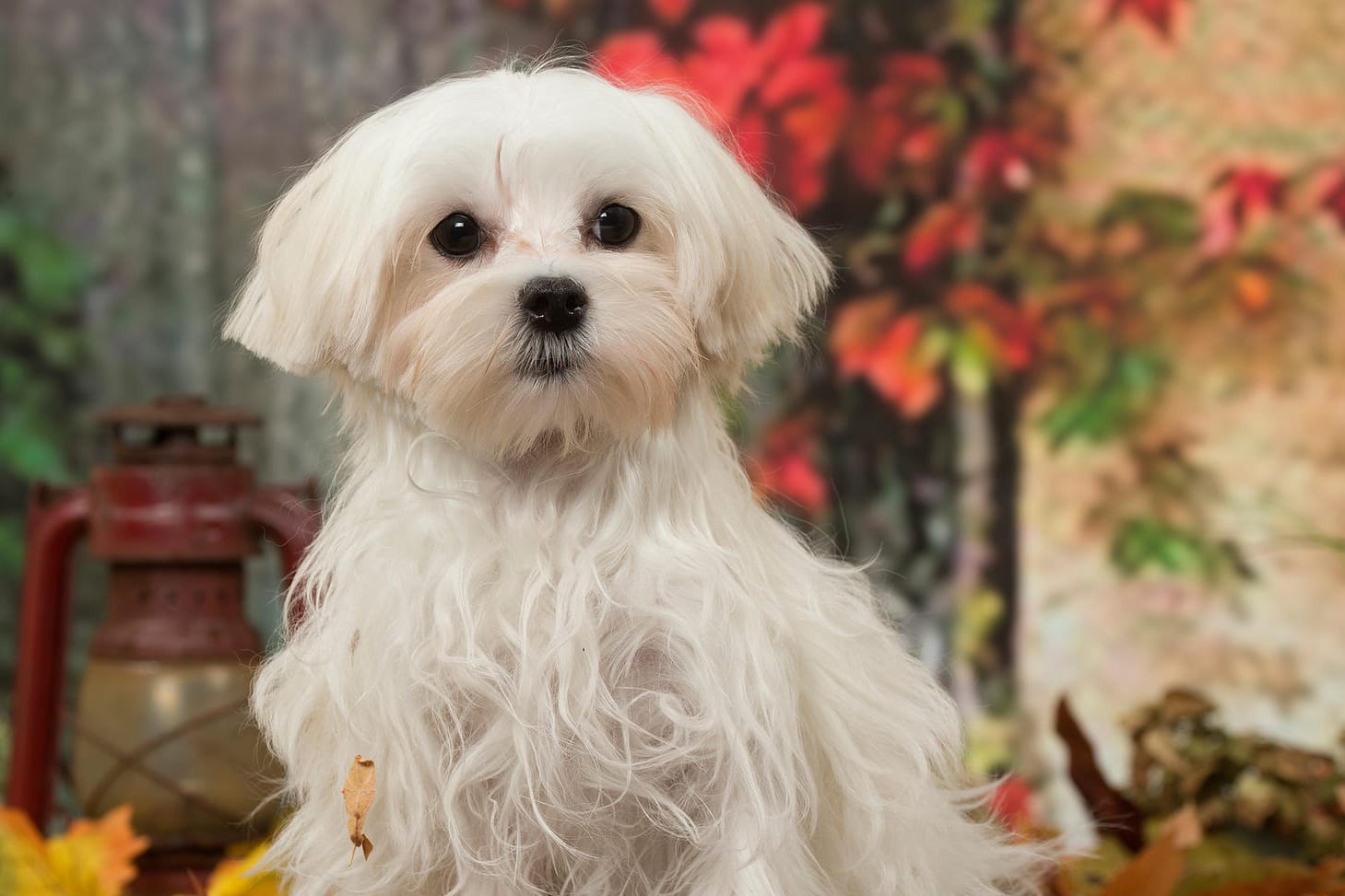 Bichon Malteser: Ob von einem Hund Gefahr ausgeht, kommt nicht auf die Größe an.