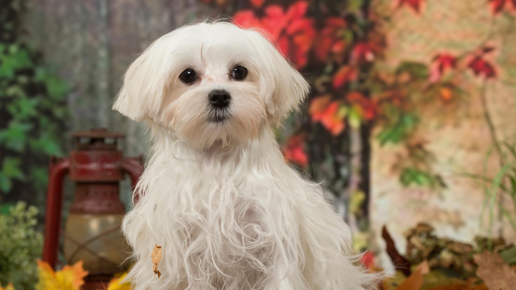 Bichon Malteser: Ob von einem Hund Gefahr ausgeht, kommt nicht auf die Größe an.