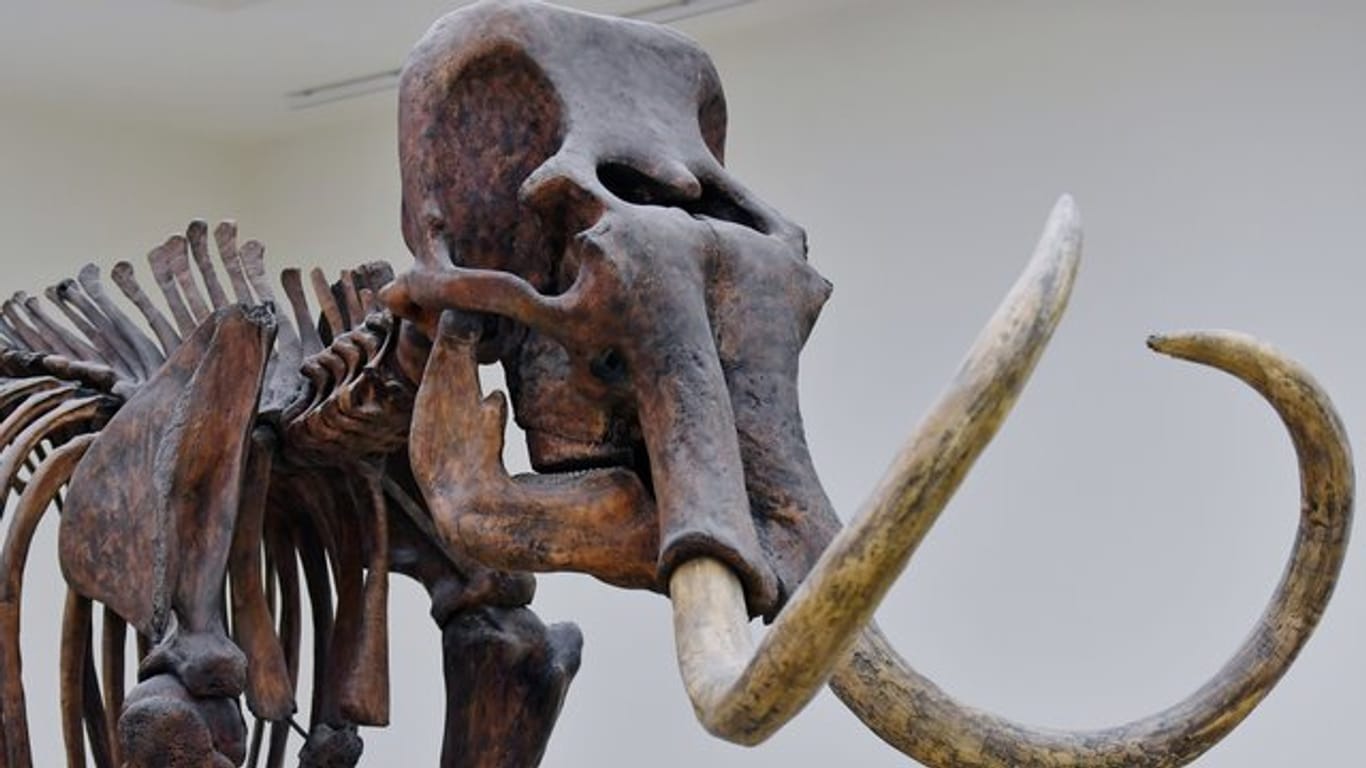 Das Skelett eines Mammuts in der Ausstellung des Landesmuseums für Vorgeschichte in Halle.