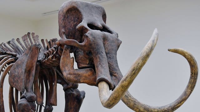 Das Skelett eines Mammuts in der Ausstellung des Landesmuseums für Vorgeschichte in Halle. Das Skelett eines Mammuts in der Ausstellung des Landesmuseums für Vorgeschichte in Halle.
