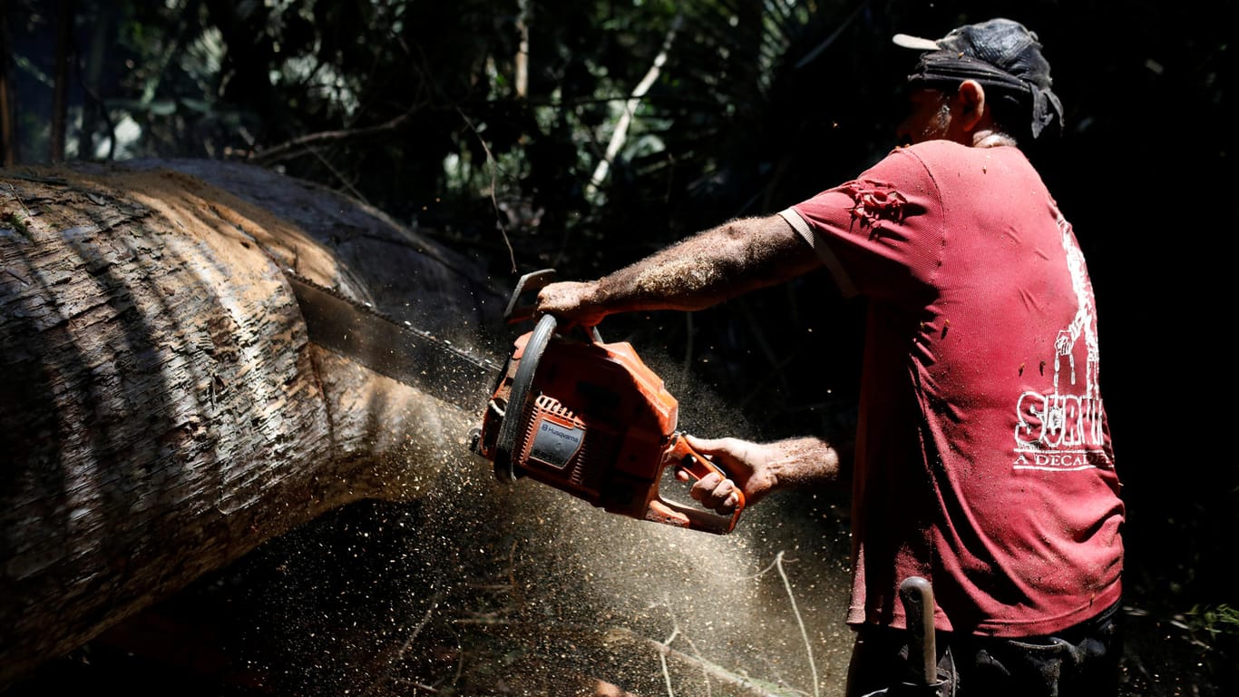 Humaita (Bundesstaat Amazonas): Ein Arbeiter zersägt den Stamm eines gefällten Baumes.
