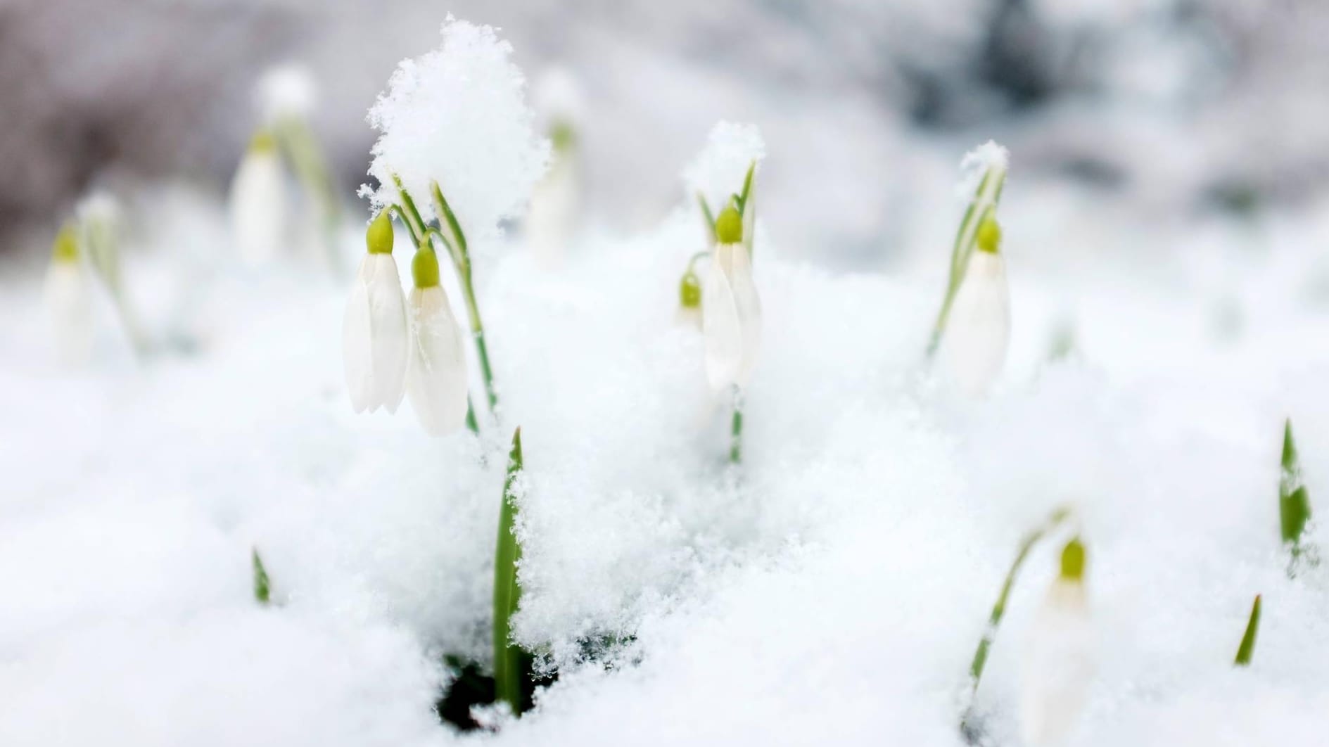 Schneeglöckchen: Wer im ausgehenden Winter die ersten Frühjahrsboten begrüßen will, muss im Oktober vorsorgen.