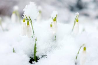 Schneeglöckchen: Wer im ausgehenden Winter die ersten Frühjahrsboten begrüßen will, muss im Oktober vorsorgen.