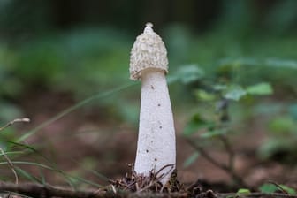 Die Stinkmorchel ist Pilz des Jahres 2020.