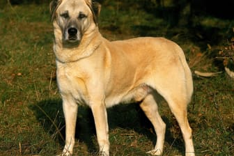 Ein Kangal: In Helmstadt wurde ein freilaufender Hirtenhund von der Polizei erschossen. (Symbolfoto)