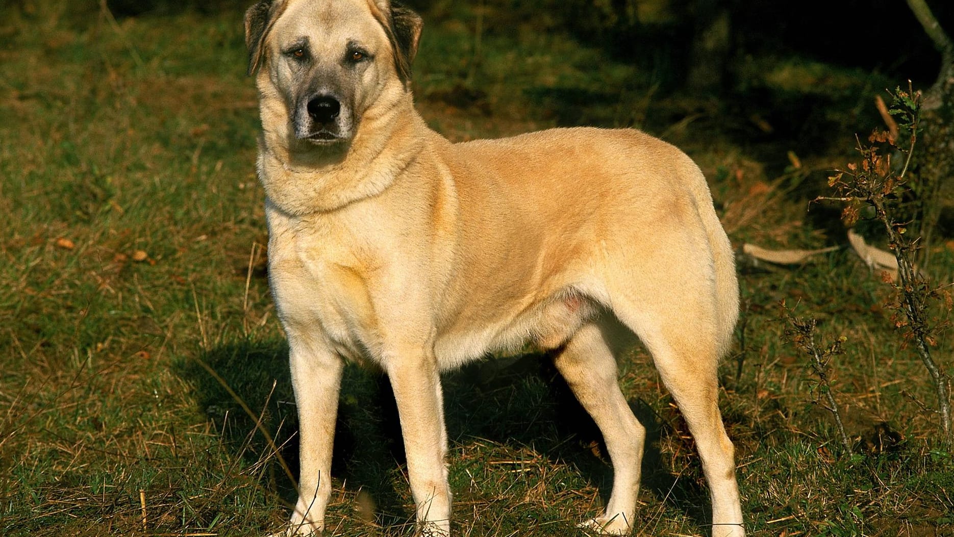 Ein Kangal: In Helmstadt wurde ein freilaufender Hirtenhund von der Polizei erschossen. (Symbolfoto) Ein Kangal: In Helmstadt wurde ein freilaufender Hirtenhund von der Polizei erschossen. (Symbolfoto)