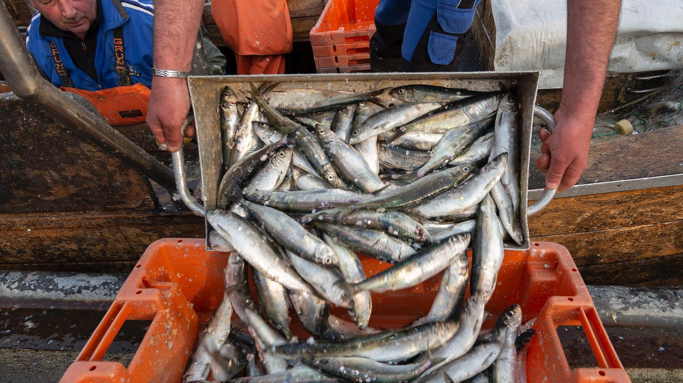 Heringsfischer in der Ostsee: Deutsche Ostsee-Fischer müssen sich im kommenden Jahr auf deutliche Einschränkungen einstellen.