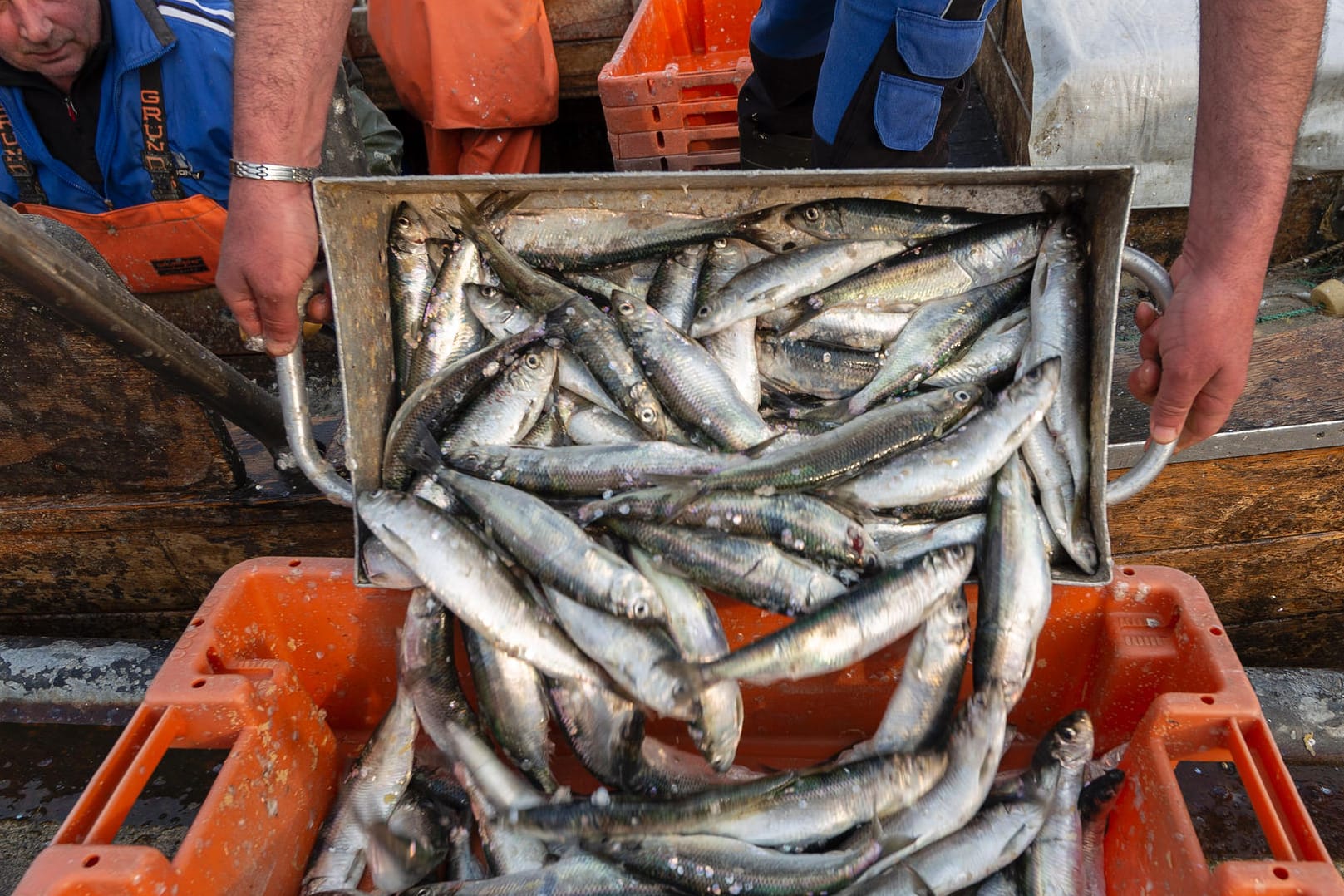 Heringsfischer in der Ostsee: Deutsche Ostsee-Fischer müssen sich im kommenden Jahr auf deutliche Einschränkungen einstellen. Heringsfischer in der Ostsee: Deutsche Ostsee-Fischer müssen sich im kommenden Jahr auf deutliche Einschränkungen einstellen.