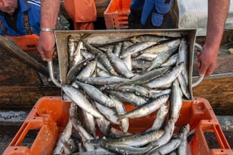 Heringsfischer in der Ostsee: Deutsche Ostsee-Fischer müssen sich im kommenden Jahr auf deutliche Einschränkungen einstellen.