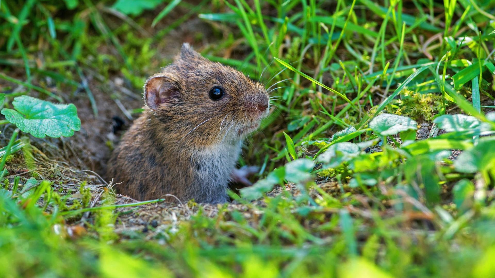 Eine Wühlmaus: In Niedersachsen wollte ein Mann eine Mausplage bekämpfen und verletzte sich dabei. (Symbolbild)