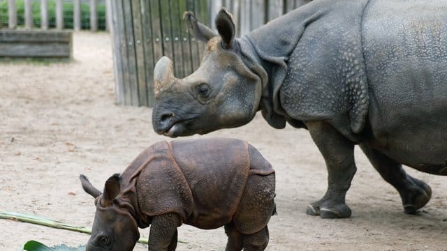 Das Panzernashorn Sani (r) beobachtet ihr Jungtier Savita: Die verstorbene Kuh war Teil eines Zuchtprogramms. Das Panzernashorn Sani (r) beobachtet ihr Jungtier Savita: Die verstorbene Kuh war Teil eines Zuchtprogramms.