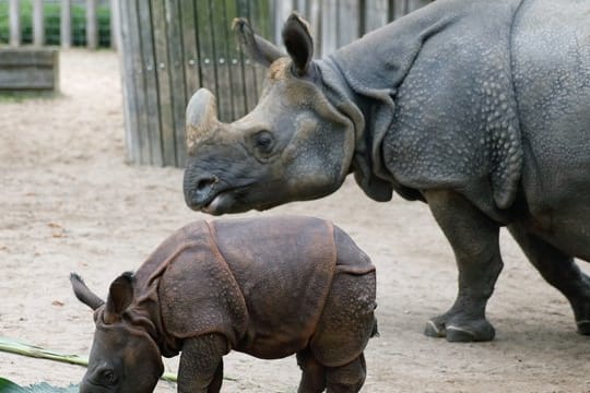 Das Panzernashorn Sani (r) beobachtet ihr Jungtier Savita: Die verstorbene Kuh war Teil eines Zuchtprogramms.