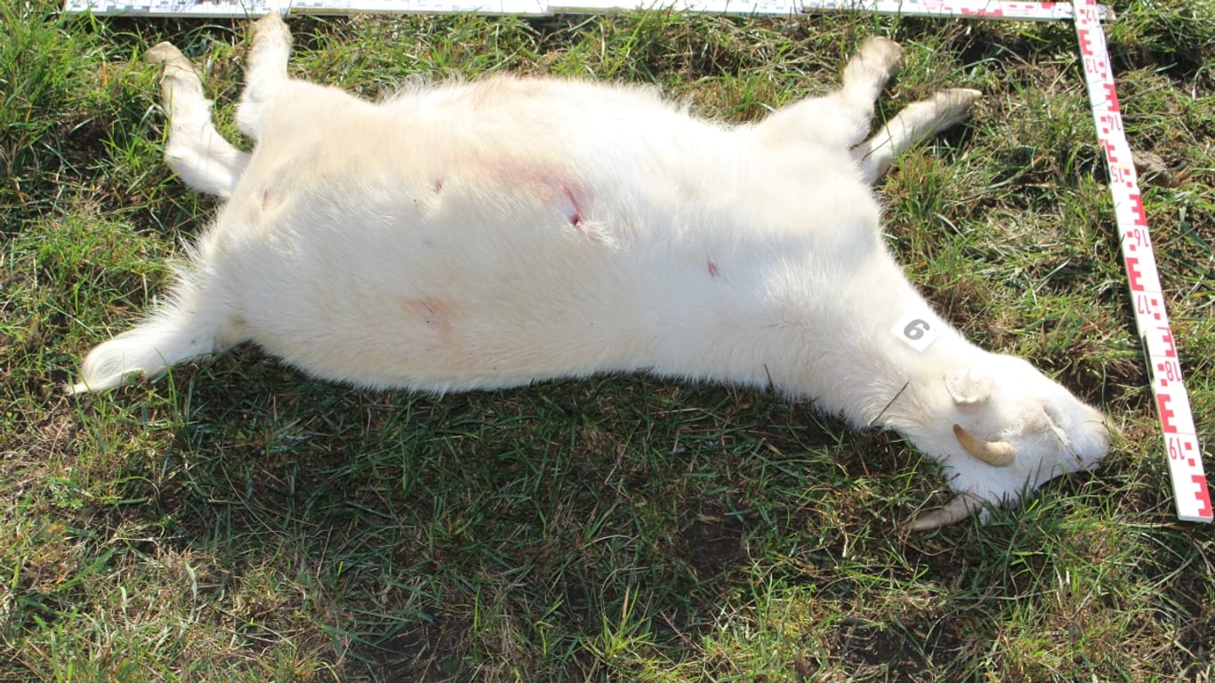 Eine der getöteten Ziegen mit sichtbaren Einschüssen: In Jena sucht die Polizei nach einem Unbekannten.