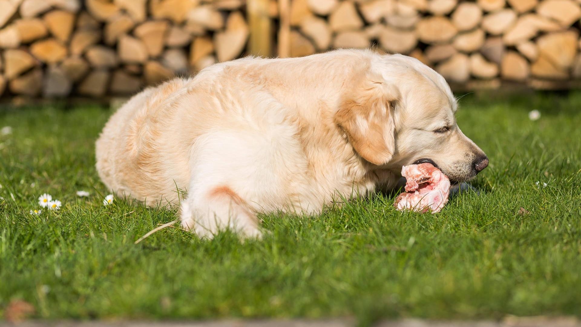 Ein Hund isst rohes Fleisch: Wenn Vierbeiner damit gefüttert werden, kann das Gefahren für Tier und Besitzer bergen.