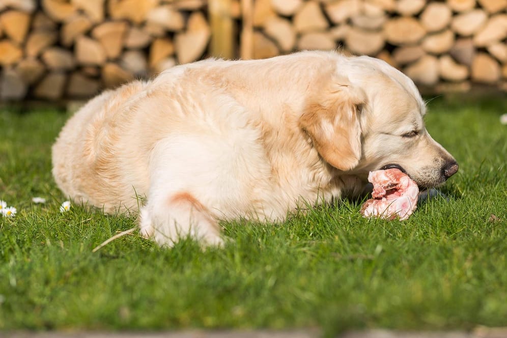 Ein Hund isst rohes Fleisch: Wenn Vierbeiner damit gefüttert werden, kann das Gefahren für Tier und Besitzer bergen.