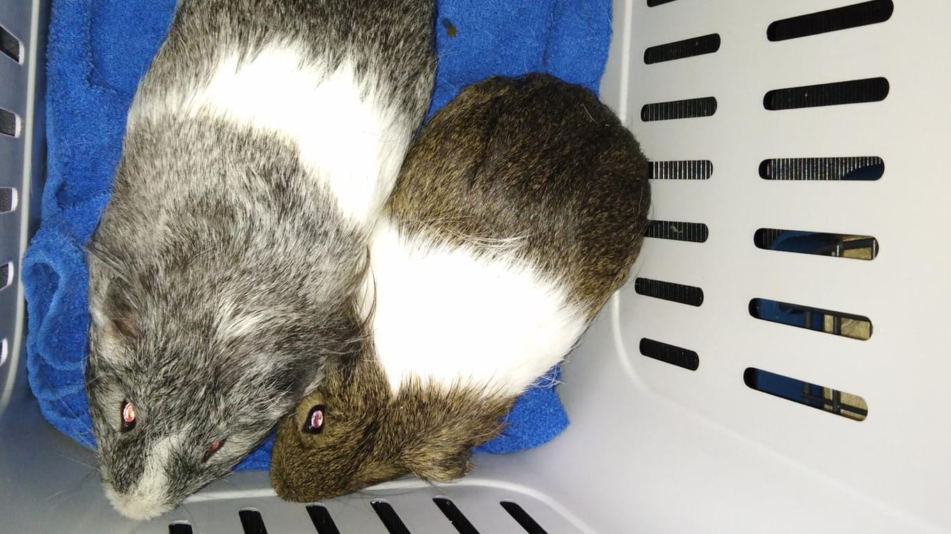 Zwei Meerschweinchen in einer Tiertransportbox: Sie wurden in Wuppertal in einem Mülleimer gefunden.