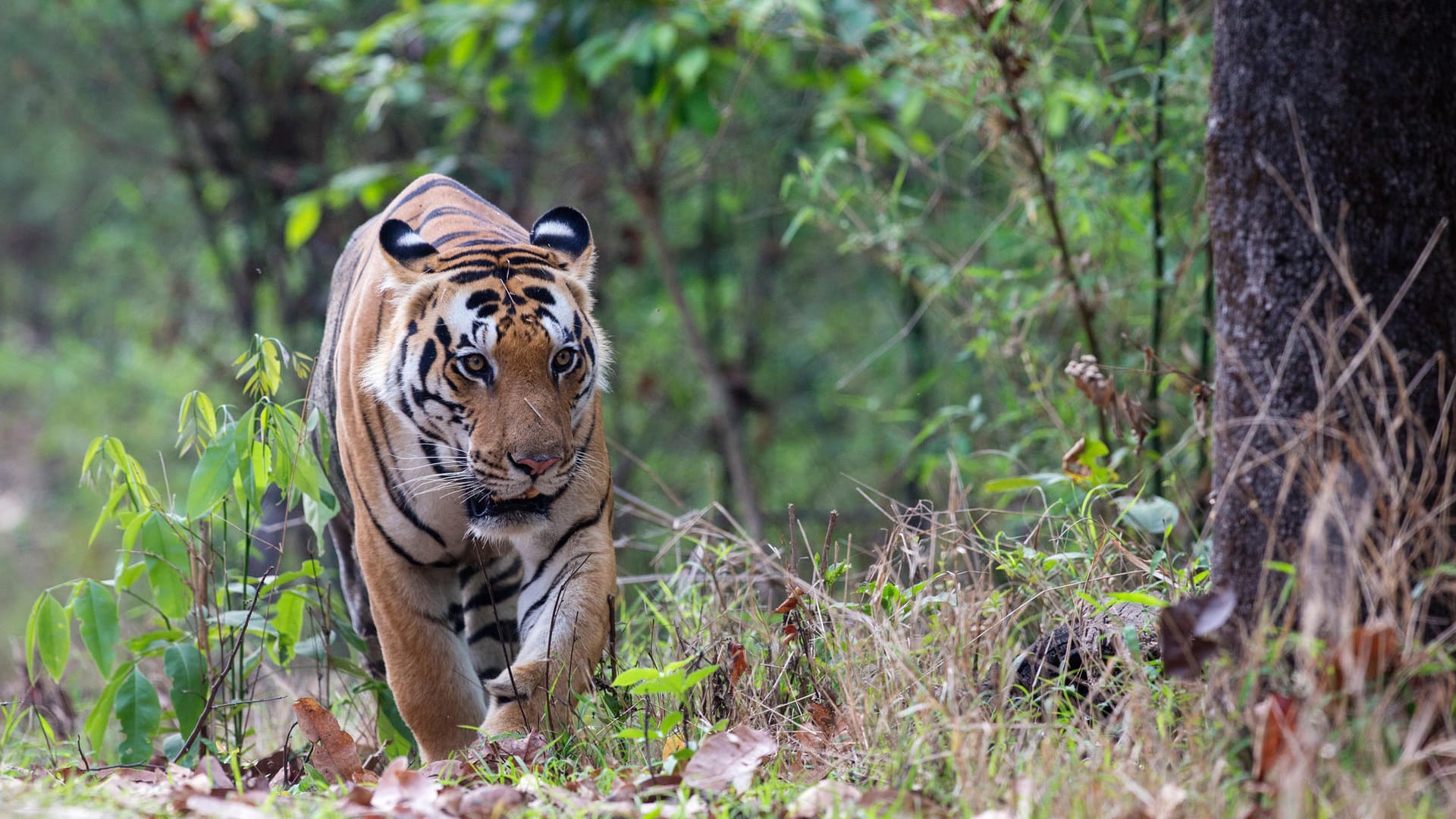 Ein Tiger in einem Nationalpark: In Bayern glaubt ein Mann, eine Raubkatze im Wald gesichtet zu haben. (Symbolbild)