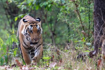 Ein Tiger in einem Nationalpark: In Bayern glaubt ein Mann, eine Raubkatze im Wald gesichtet zu haben. (Symbolbild)