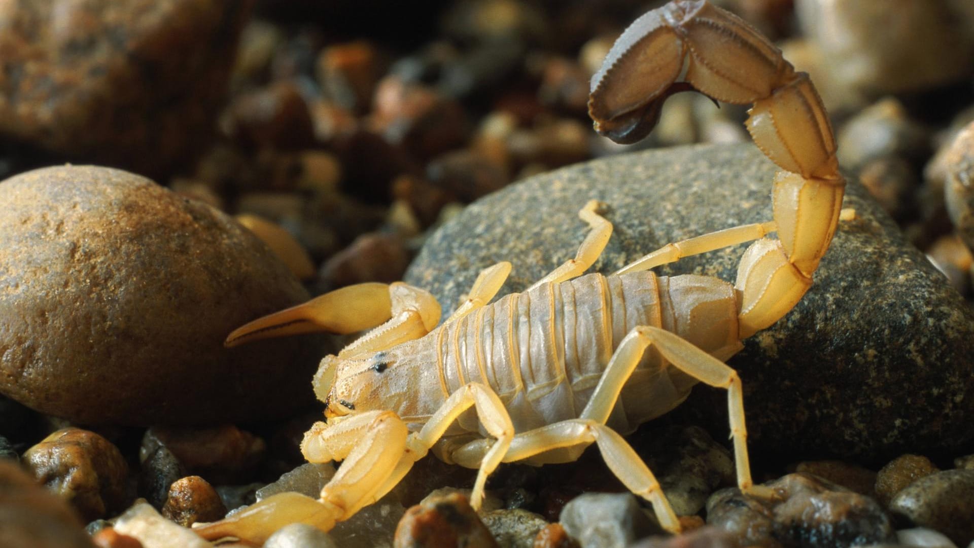 Ein Androctonus australis: Skorpione dieser Art sind sehr giftig. (Symbolbild)