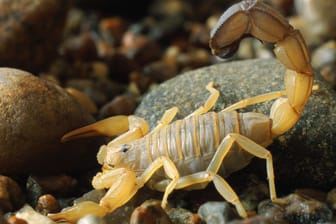 Ein Androctonus australis: Skorpione dieser Art sind sehr giftig. (Symbolbild)