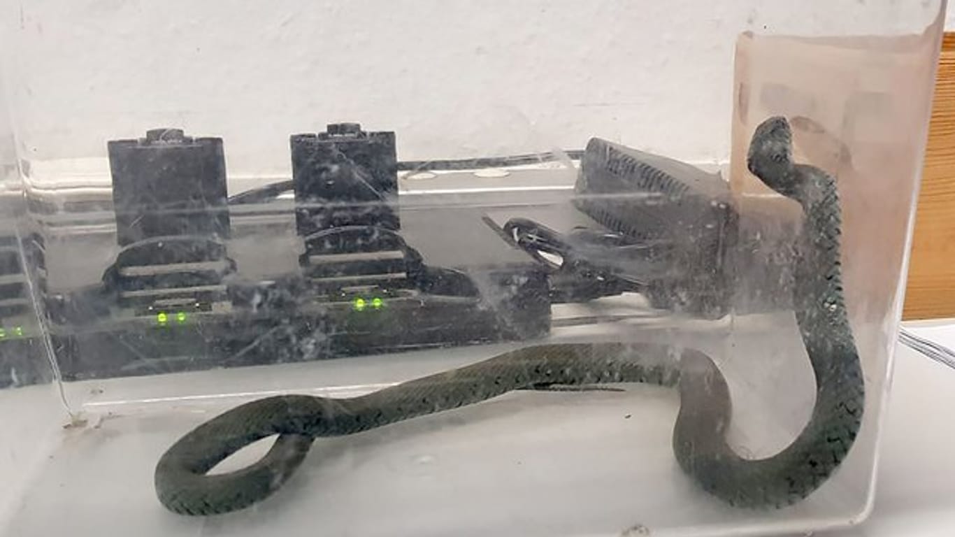 Eine 50 Zentimeter lange heimische Ringelnatter ist in einer Transportbox verwahrt: Die Polizei teilte das Foto der Schlange auf Facebook.