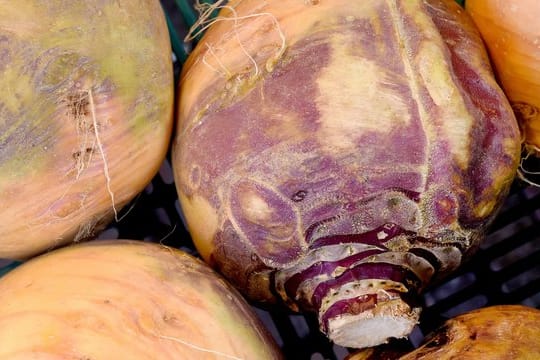 Roh schmecken Steckrüben ähnlich wie Kohlrabi.