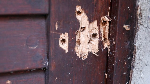 Einschusslöcher an der Synagogentür zeugen von dem Terroranschlag.