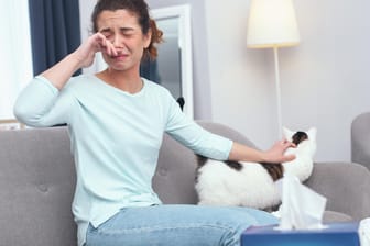 Die häufigste Tierallergie ist die Katzenallergie. Die allergische Reaktion wird durch Allergene ausgelöst, die sich im Speichel der Katze finden, in ihrer Tränenflüssigkeit und in ihren Hautschuppen.