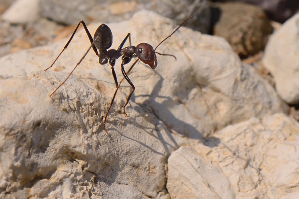 Eine Ameise in der Wüste: Die Silberameise ist auch tagsüber unterwegs – in der glühenden Hitze ist es wichtig, schnell voranzukommen. (Symbolbild)