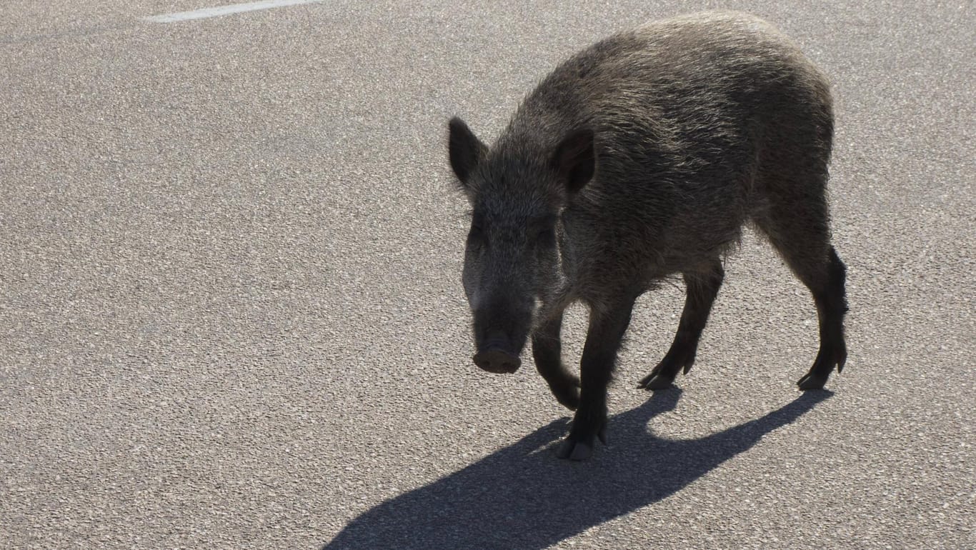 Ein Wildschwein auf der Straße: Die Reinigungsarbeiten dauerten mehrere Stunden, insgesamt entstand ein Schaden von rund 16.000 Euro. (Symbolbild)
