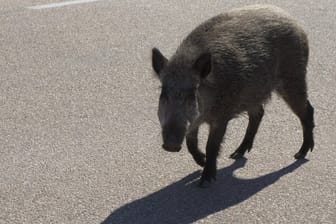 Ein Wildschwein auf der Straße: Die Reinigungsarbeiten dauerten mehrere Stunden, insgesamt entstand ein Schaden von rund 16.000 Euro. (Symbolbild)