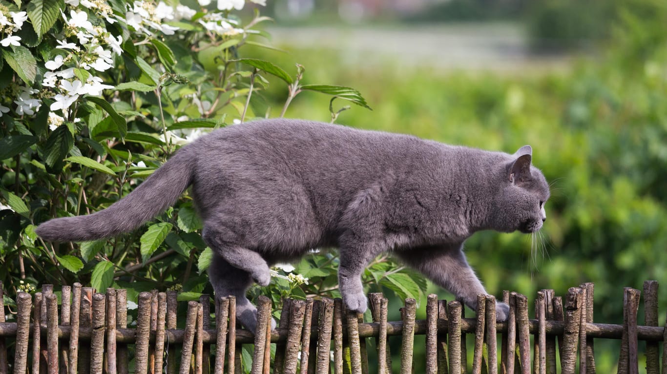 Katze balanciert auf Gartenzaun: Pestizide schaden auch Katzen, wenn sie vergiftete Mäuse fressen.