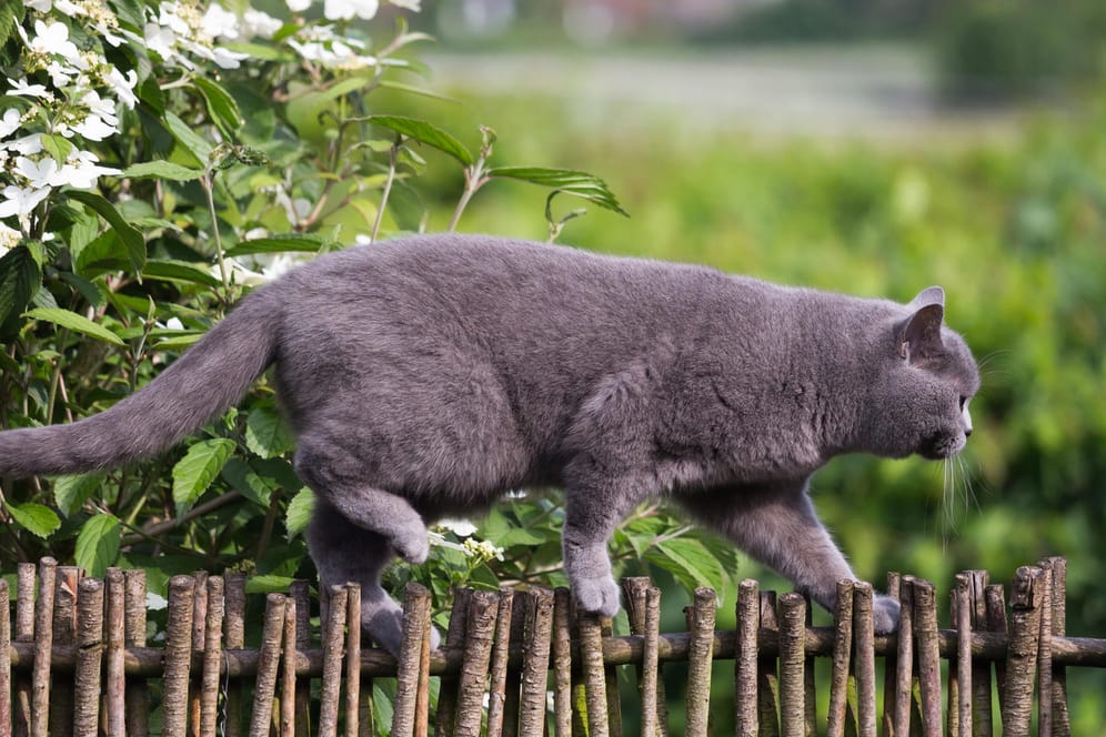 Katze balanciert auf Gartenzaun: Pestizide schaden auch Katzen, wenn sie vergiftete Mäuse fressen.