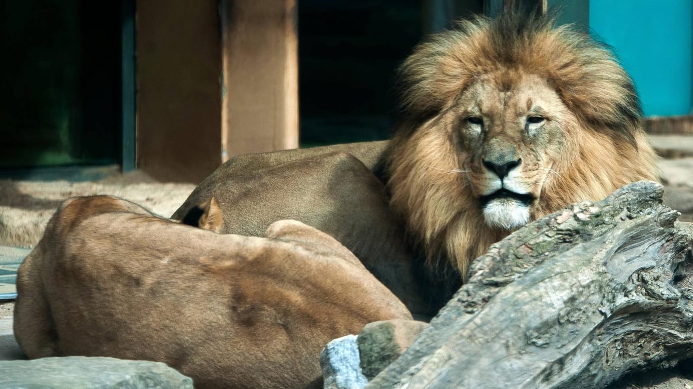 Löwen in einem Zoo (Symbolbild): Es war nicht das erste Mal, dass jemand in das Löwengehege in Neu Delhi klettert.