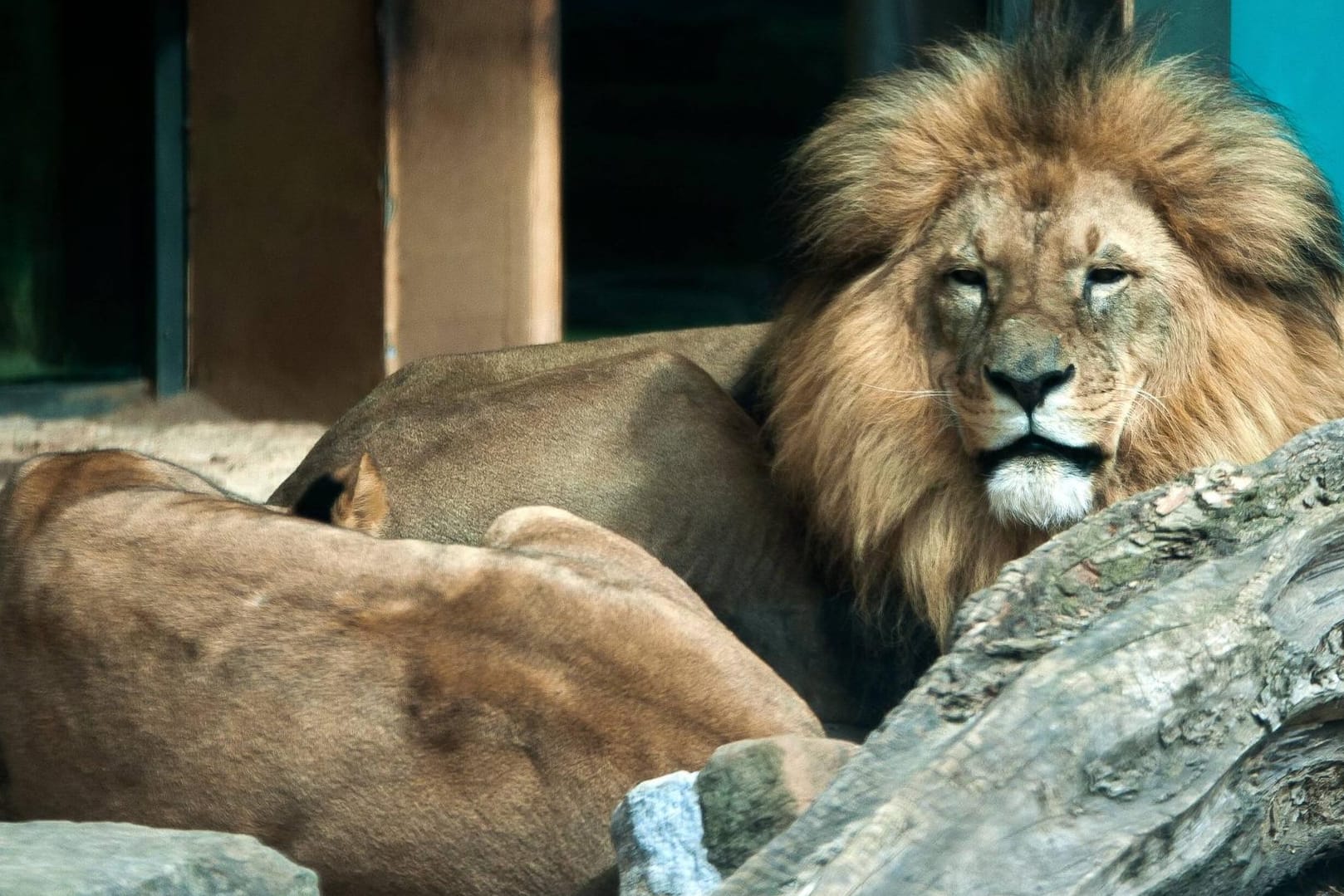Löwen in einem Zoo (Symbolbild): Es war nicht das erste Mal, dass jemand in das Löwengehege in Neu Delhi klettert.