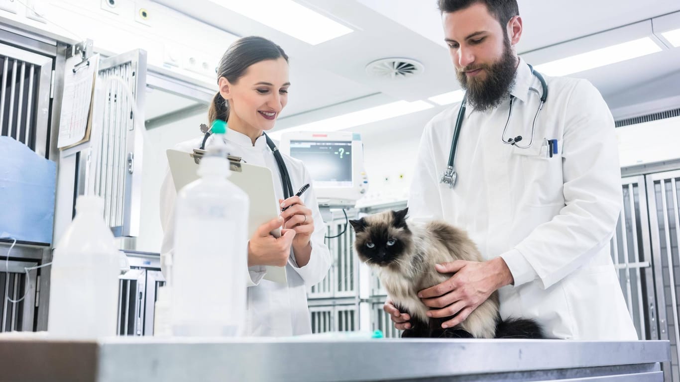 Eine Katze wird beim Tierarzt untersucht (Symbolbild): Ab November wird es in Thüringen eine Notrufnummer für tierische Notfälle geben.