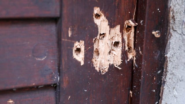 Die Tür der Synagoge in Halle zeugt von den Schüssen des rechtsextremen Attentäters. Die Tür der Synagoge in Halle zeugt von den Schüssen des rechtsextremen Attentäters.