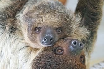 Zwei Faultiere im Tiergarten Schönbrunn in Wien.