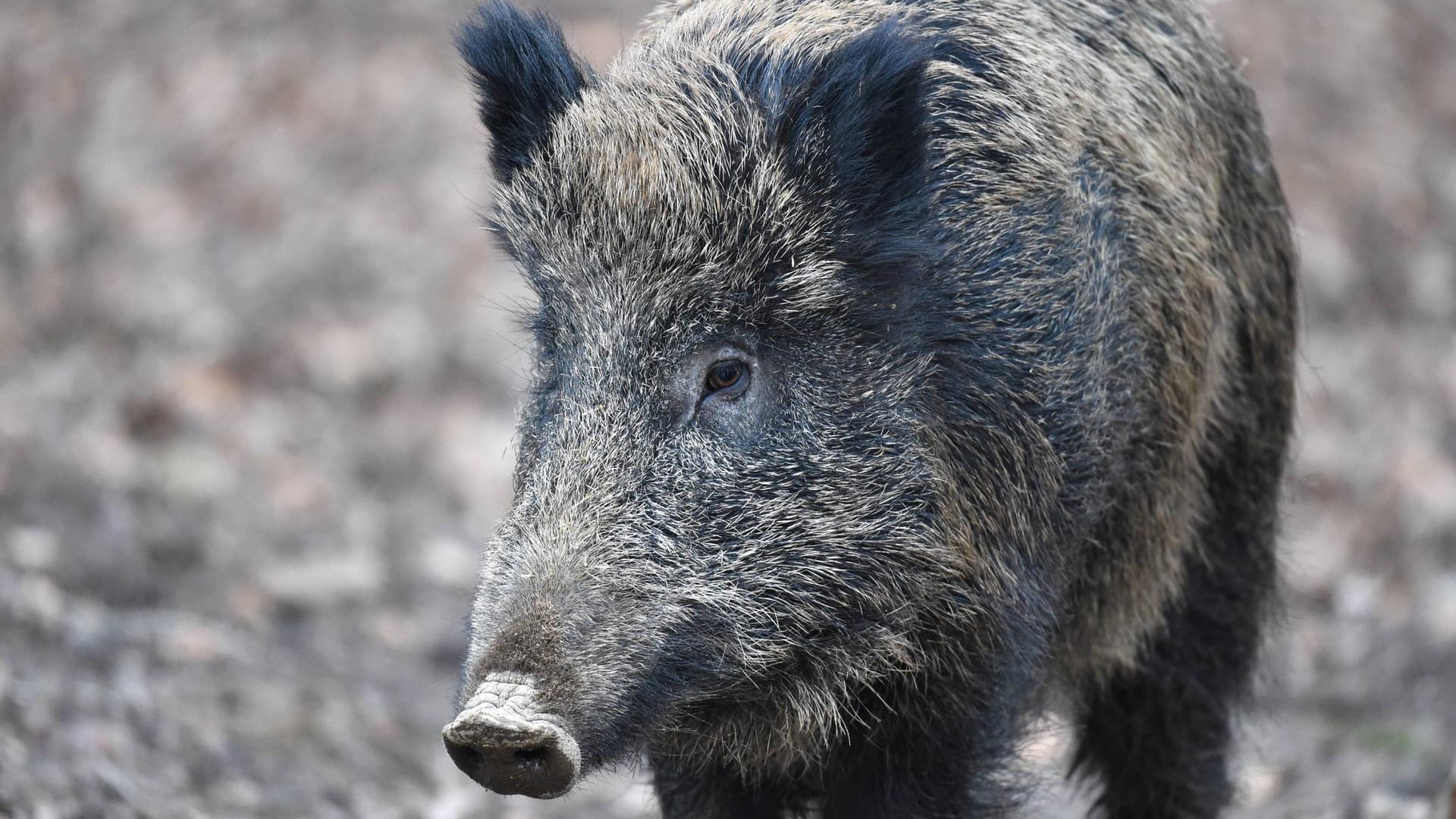 Wildschwein auf Futtersuche: Die Wiesbadener Polizei musste in der Nacht wegen 20 Tieren ausrücken. (Symbolbild)