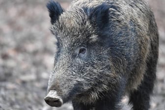 Wildschwein auf Futtersuche: Die Wiesbadener Polizei musste in der Nacht wegen 20 Tieren ausrücken. (Symbolbild)