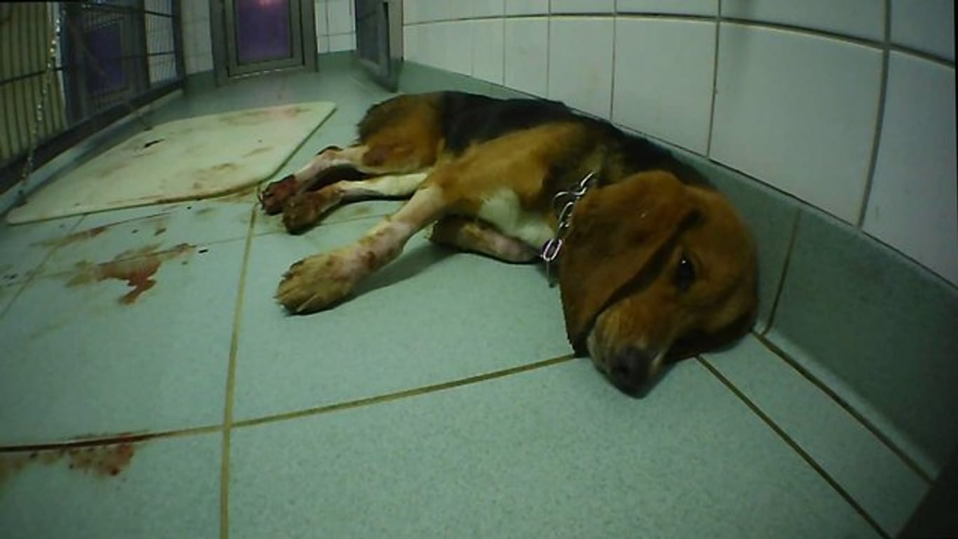 Ein Foto der Organisation Soko Tierschutz soll einen misshandelten Hund in dem Labor bei Hamburg zeigen.