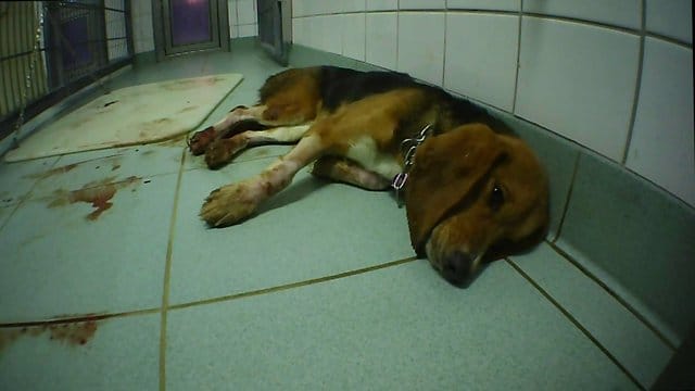 Ein Foto der Organisation Soko Tierschutz soll einen misshandelten Hund in dem Labor bei Hamburg zeigen. Ein Foto der Organisation Soko Tierschutz soll einen misshandelten Hund in dem Labor bei Hamburg zeigen.