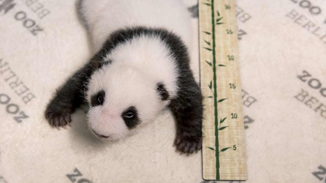 Eines der beiden Panda-Babys: Die Zwillinge sind derzeit etwa 30 Zentimeter lang.