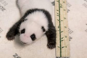 Eines der beiden Panda-Babys: Die Zwillinge sind derzeit etwa 30 Zentimeter lang.