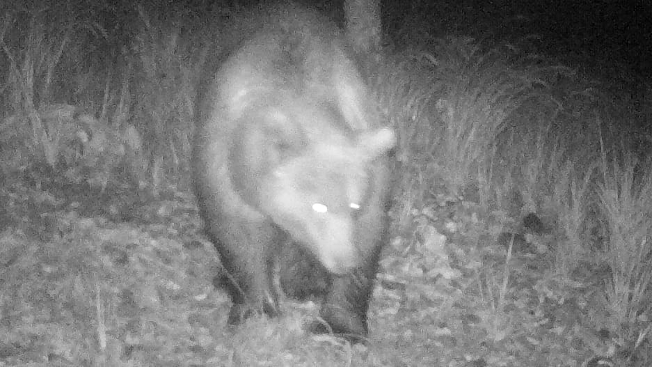 Eine Aufnahme des Braunbären von einer Wildkamera aus Österreich: Eine Touristin hatte Kotspuren des Tieres in Deutschland gefunden.